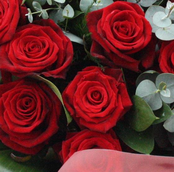 Two Dozen Red Roses
